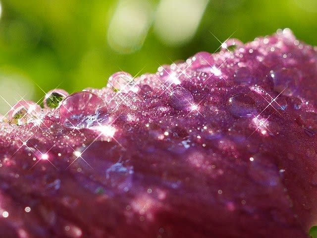 パンジーの花びら上で煌めく水滴 庭先の四季