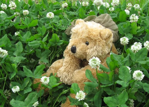 花かんむり Teddy Bear S Diary