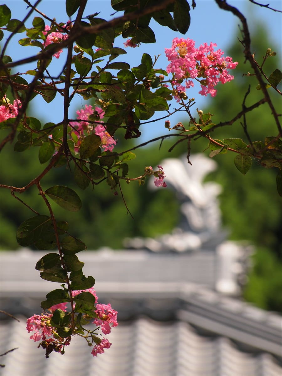 安泰寺のサルスベリの画像