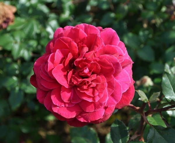 赤紫の ジプシー ソウル 花の公園 俳句 ing 赤紫の ジプシー ソウル 花の公園 俳句 ing