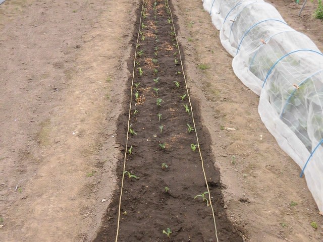 トウモロコシと枝豆の定植 80坪の有機家庭菜園