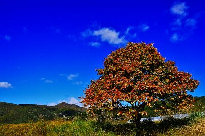 秋の紫陽花 信州諏訪発気まぐれ親父のブログ
