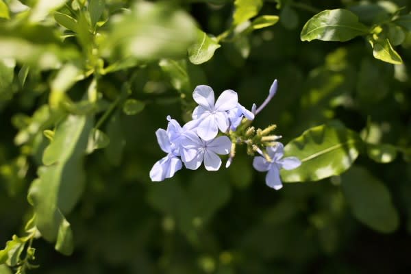 ルリマツリ 清々しいほどの青い花は７月１７日の誕生花 Aiグッチ のつぶやき