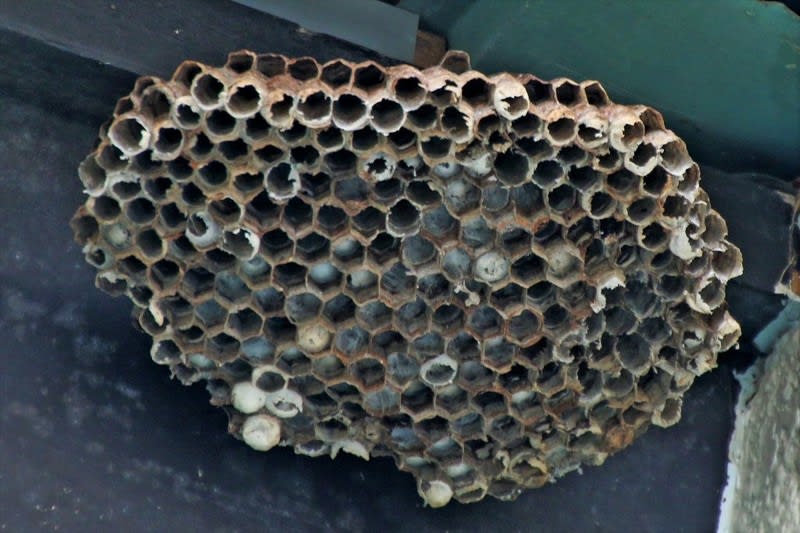 自宅のベランダ 蜂の巣 駆除 写真で綴るすぎさんのブログ 我孫子発信
