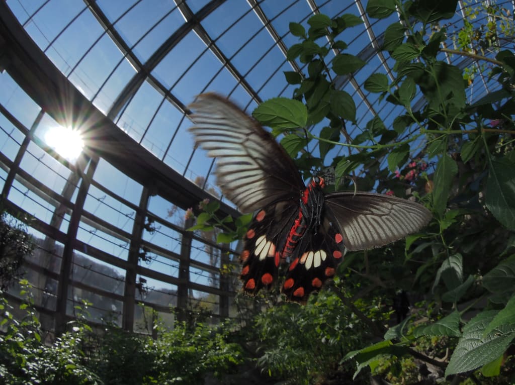 蝶の飛翔写真 多摩動物公園 濱カラ通信