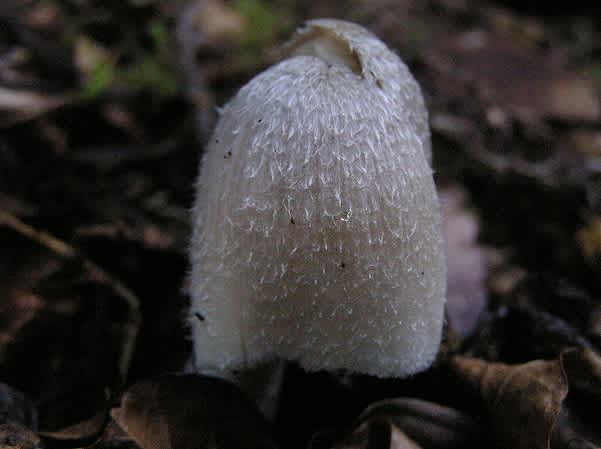 梅雨のキノコ ４ 南丹の身近な自然