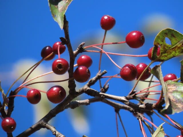 高ボッチ高原・鉢伏山で最近見る事の出来る実・種　エゾノコリンゴ（蝦夷小林檎）の梨状果