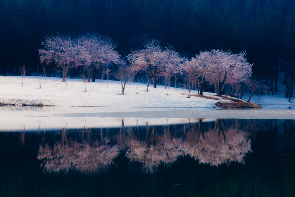 中子の桜の写真