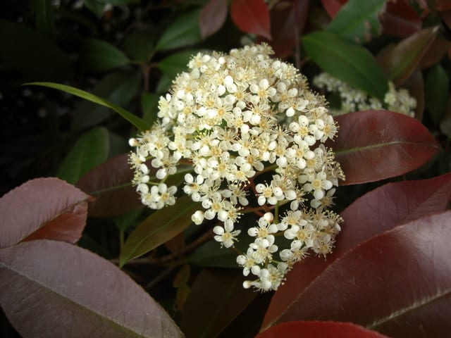 レッド ロビンの白い花 エピローグ
