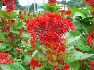 真作】鶴豊/葉鶏頭小禽図/雁来紅/ケイトウ図/掛軸/名家伝来/AB