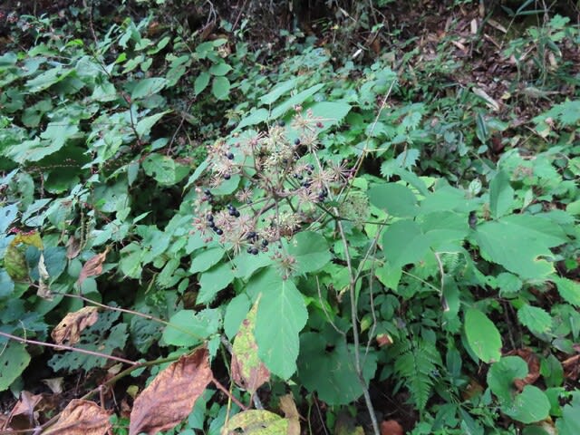 高ボッチ高原・鉢伏山で最近見る事の出来る実・種　ウド（独活）の液果