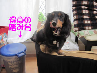 イメージ 5