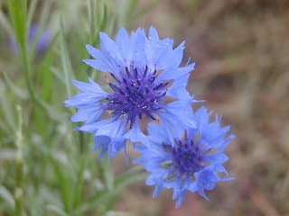 06 5 24 青い花は魔除けになる 我が家の庭の365日