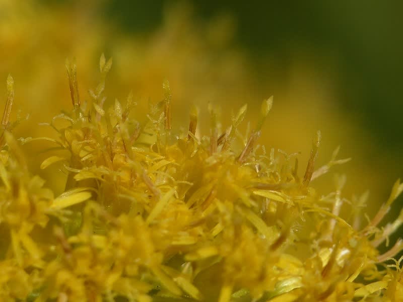 セイタカアワダチソウ 背高泡立草 Hayashi No Ko