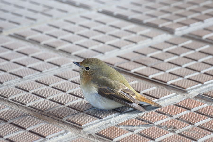小鳥01 キビタキ♀