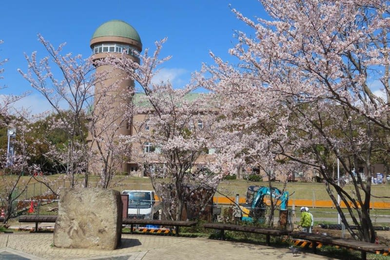 手賀沼遊歩道の桜のトンネルと菜の花 写真で綴るすぎさんのブログ
