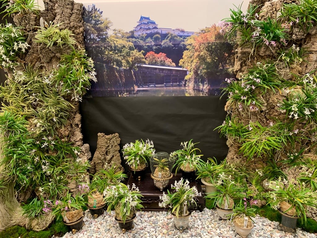 レア本】日本伝統園芸協会 / 風蘭写真集 楽天市場】富貴蘭 本の通販