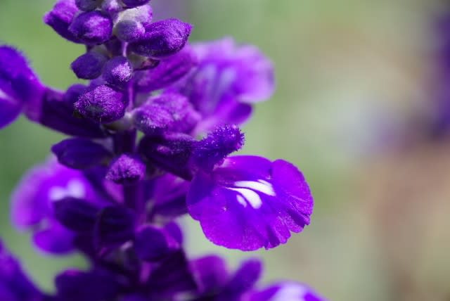 ブルーサルビア 夏の暑さに負けない鮮やかな青紫の花は7月14日の誕生花 Aiグッチ のつぶやき