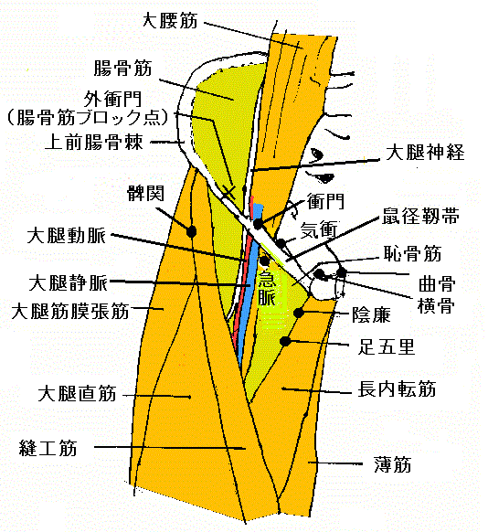 腰下肢症状 のブログ記事一覧 現代医学的鍼灸治療
