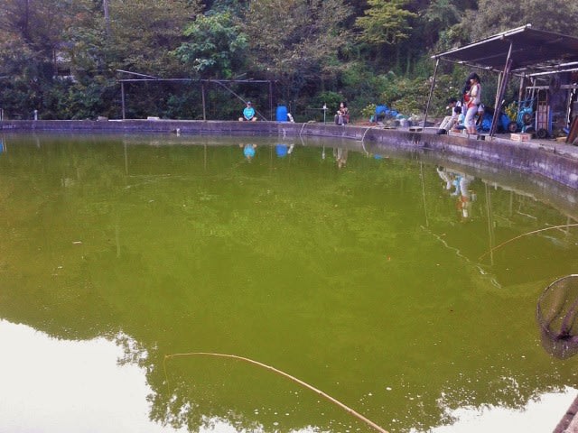 横浜市戸塚区にある釣堀緑水園に鯉釣りに行ってきた コゲのブログ 横浜市戸塚区にある釣堀緑水園に鯉釣りに行ってきた コゲのブログ