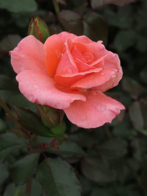 サーモンピンクの色合いが優しげなバラ ファバージェ クラウス シュテルテベッカー 春薔薇シリーズ 096 野の花 庭の花