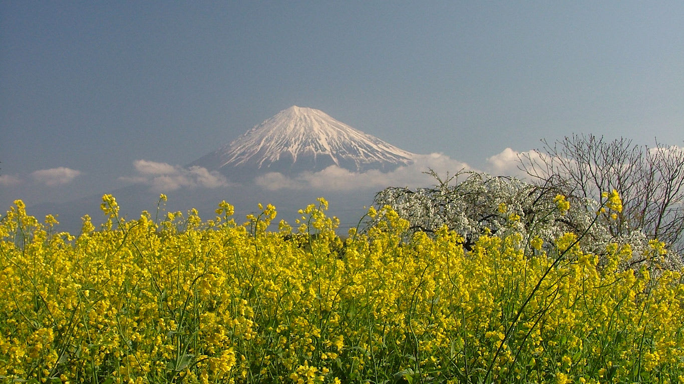 菜の花と富士山 岩本山 パソコンときめき応援団 壁紙写真館