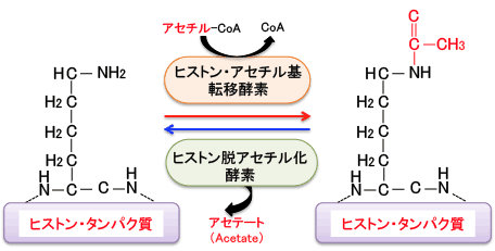 ヒストン脱アセチル化酵素