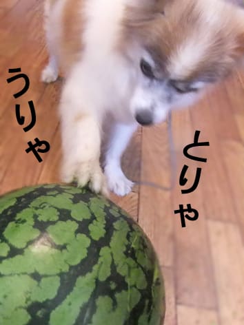 腎臓にいい良質タンパクの食材って 犬のいない生活なんて 忘れちゃった