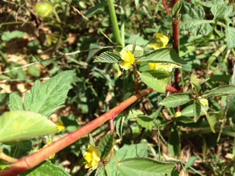 モロヘイヤの花と実 好きこそ物の上手なれ