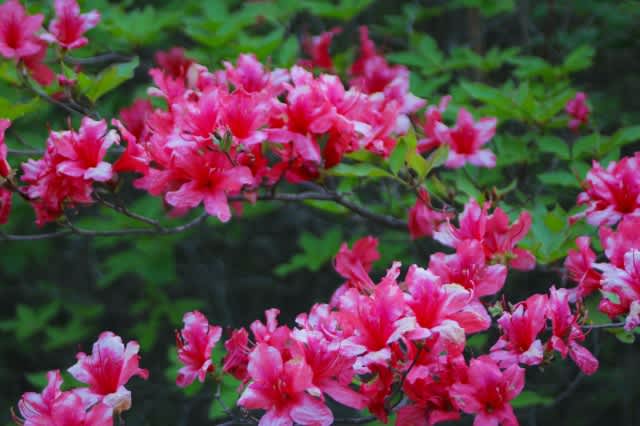 ヤマツツジとレンゲツツジ 徒然なる写真日記