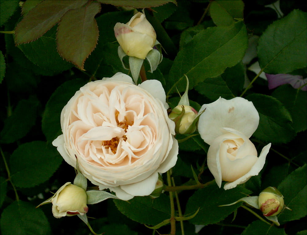 儚く美しいバラ ローズマリー 花の公園 俳句 ｉｎｇ