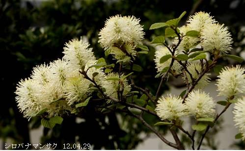 シロバナマンサク 白花万作 白いブラシ状の花 里山コスモスブログ