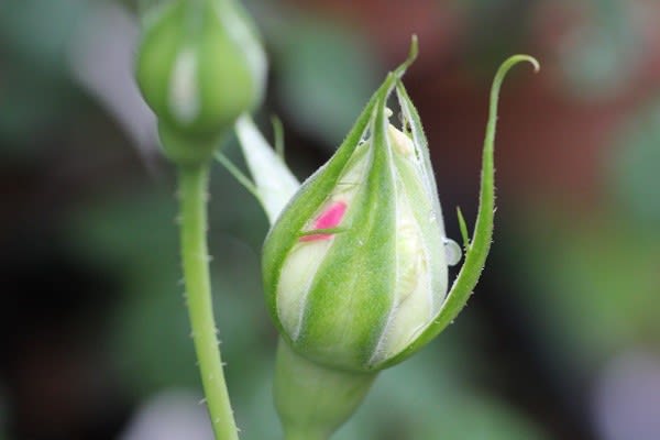 ルブランの蕾 薔薇と草花の日記 ルブランの蕾 薔薇と草花の日記