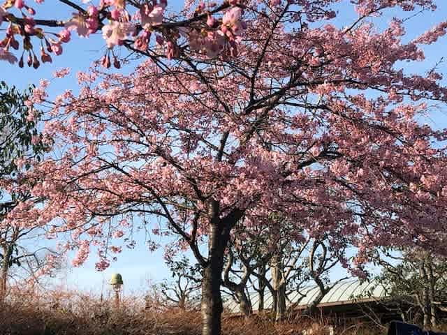 鶴見緑地公園桜 Toshi日記 Dojiko