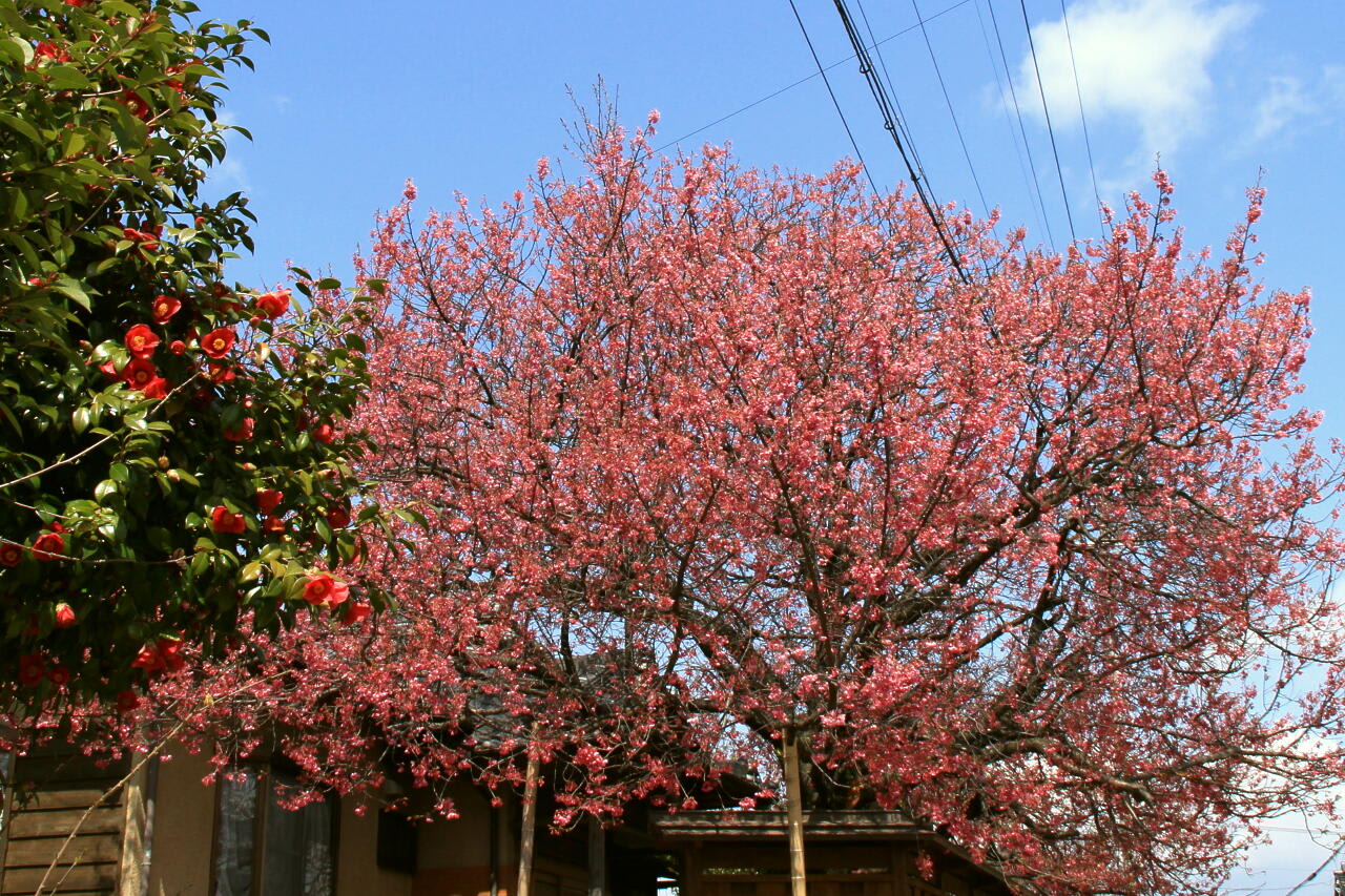 春の花 三題の画像