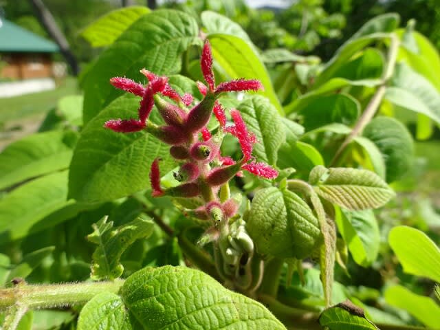 クルミの花 ニセコ移住を夢見て