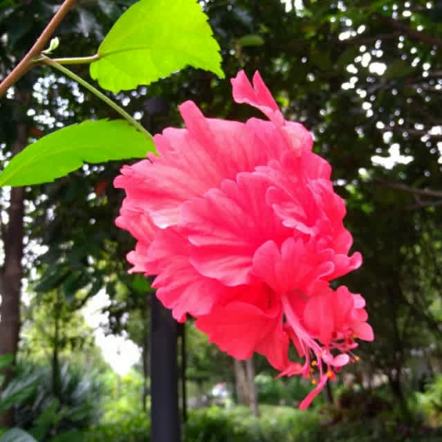 八重のハイビスカスとメキシカンペチュニア マレーシアで道に迷う