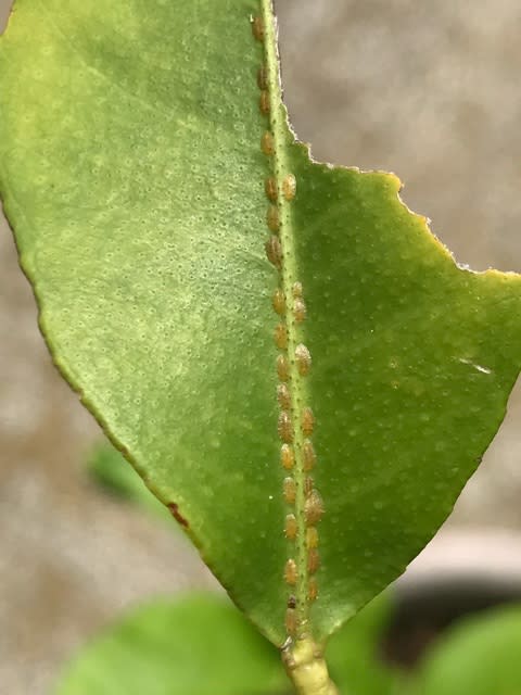 レモン の 木 蟻
