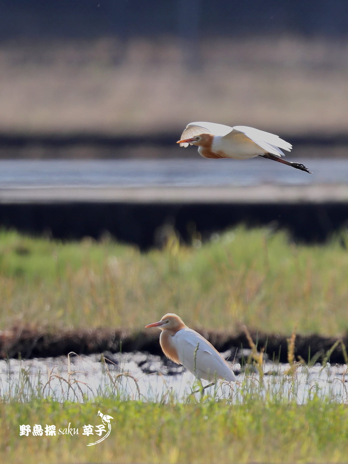 華麗な飛翔 アマサギ Scene 2 野鳥探saku草子