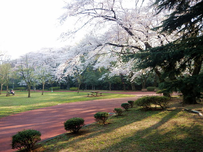 代々木公園の桜情報 ランシモ