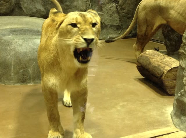 ライオン 可愛いあくび と 怖いあくび ひまわり