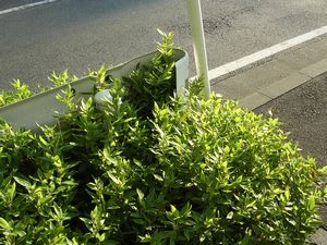 plant026.jpg: 道端の植え込み