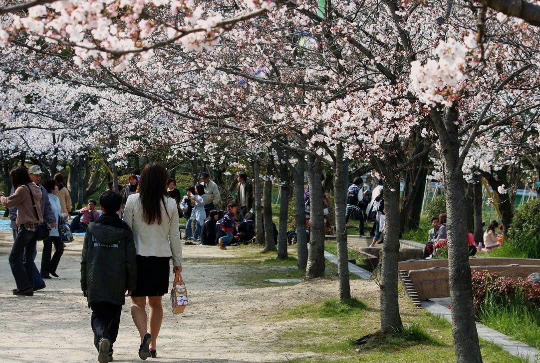 桜咲く季節となり・・・の画像