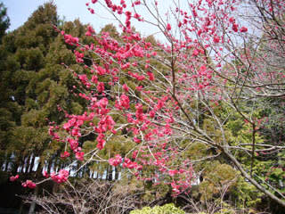 稲美町中央公園・万葉の森の写真