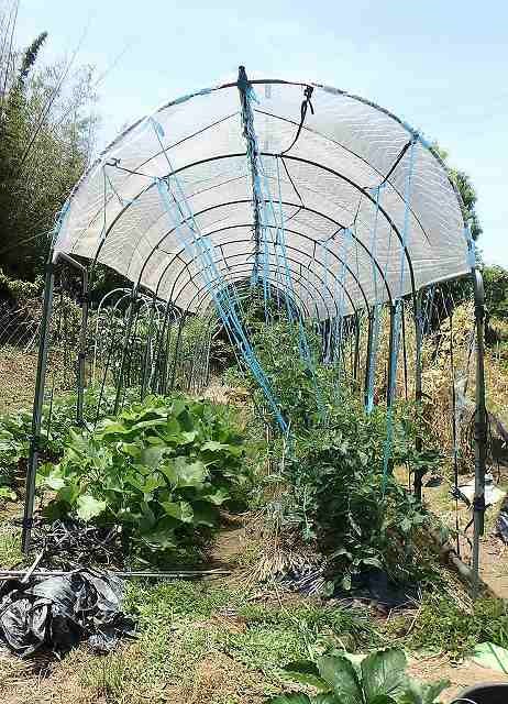 トマトと茄子に雨除けビニールを張る 園芸大好きｓａｋｋｏの記録