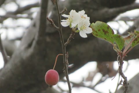 冬に咲く花 姫りんごの花 四季折々