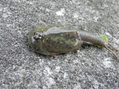 カブトエビは生きている化石 高槻市 ひまわりのひとり言 2