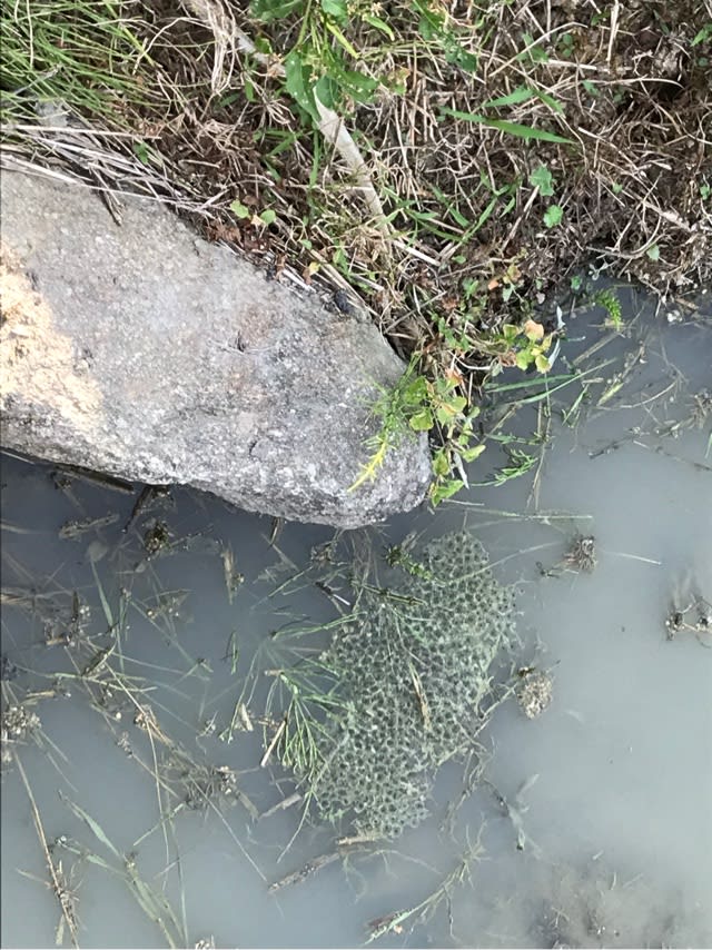 蛇に睨まれた蛙 大和浪漫