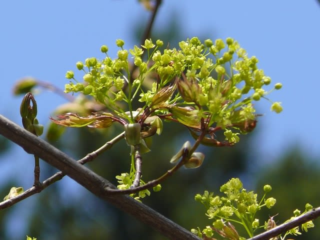 一関市厳美町真湯のイタヤカエデ 板屋楓 の花 18年4月28日 土 Peaの植物図鑑