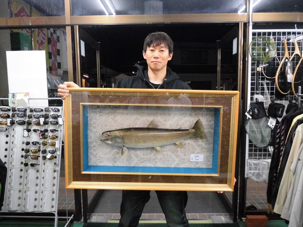 猪苗代湖今シーズン最大サイズの日光岩魚６８ｃｍ 剥製完成 真木ルアー製作日記